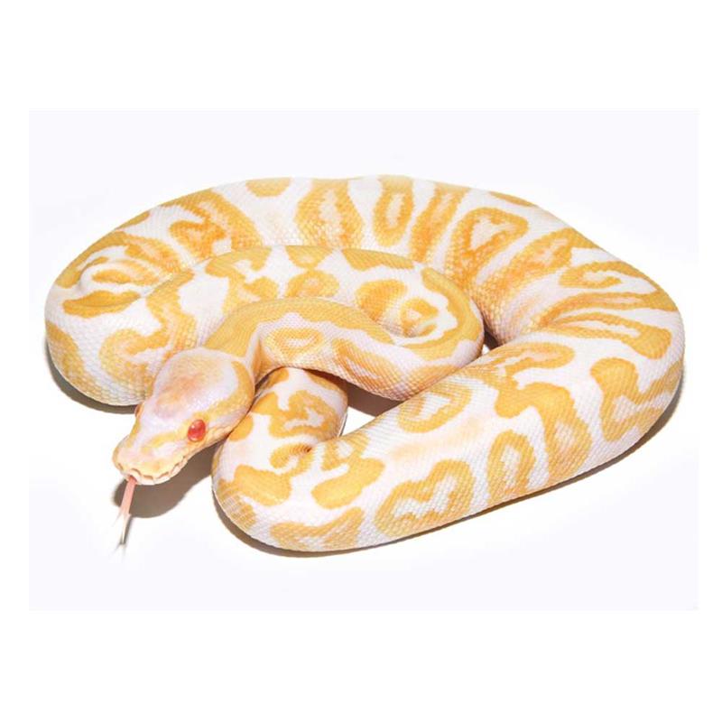 Piton minge albino (Python regius) - imagine 5
